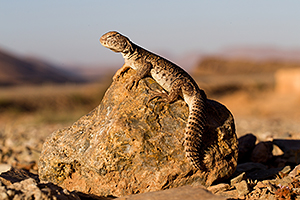 Uromastyx acanthinura nigerima